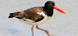 (American Oystercatcher) walking