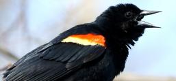 (Red-winged Blackbird) male calling