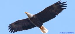 (Bald Eagle) cruises