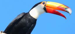 (Toco Toucan) yawning