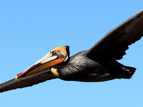 (Brown Pelican) gliding