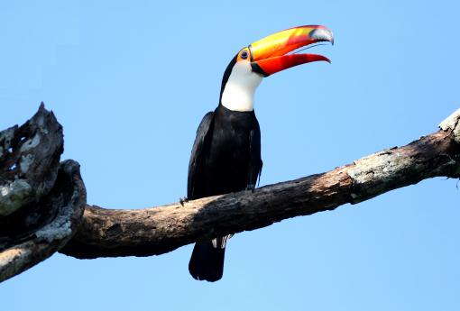 (Toco Toucan) yawning