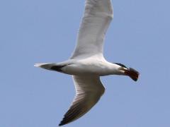 (Bluegill and Caspian Tern)