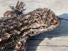 (Western Fence Lizard) head