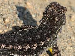 (Western Fence Lizard) rear