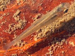 (Western Mosquitofish) dorsal