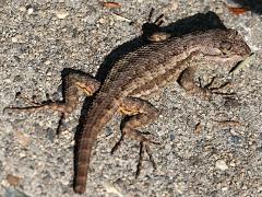 (Western Fence Lizard) dorsal