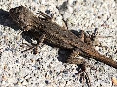 (Western Fence Lizard) dorsal