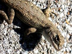 (Western Fence Lizard) dorsal