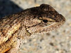 (Western Fence Lizard) head