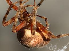 (Spotted Orbweaver) frontal