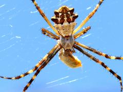 (Silver Garden Orbweaver) dorsal