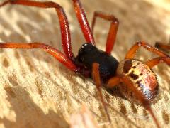 (Noble False Widow) Brown profile