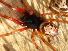 (Noble False Widow) white dorsal