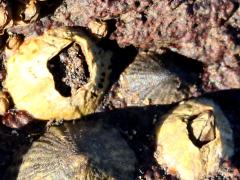 (Tetraclita Volcano Barnacle) colony