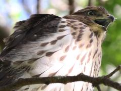 (Cooper's Hawk) juvenile calling