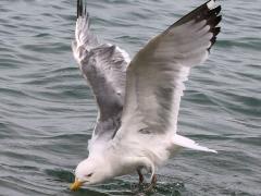 (American Herring Gull) foraging