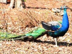 (Indian Peafowl) male calls