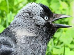 (Eurasian Jackdaw) calling