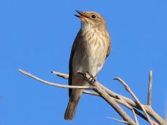 (Spotted Flycatcher) singing