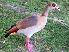 (Egyptian Goose) standing