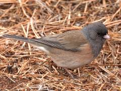 (Dark-eyed Junco) caniceps