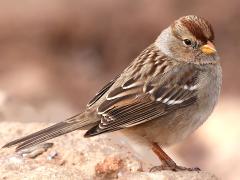 (White-crowned Sparrow) juvenile profile