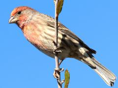 (House Finch) male