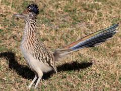 (Greater Roadrunner) profile