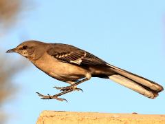 (Northern Mockingbird) liftoff