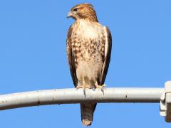 (Red-tailed Hawk) breast