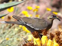 (White-winged Dove) feeds