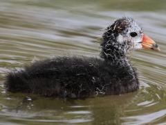 (American Coot) juvenile