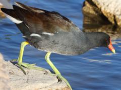 (Common Gallinule) walking