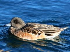 (American Wigeon) female