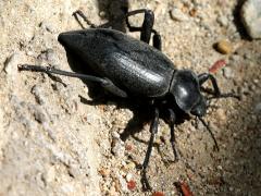 (Acuticauda Darkling Beetle) profile