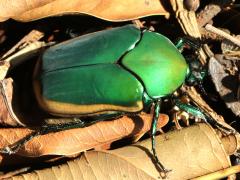 (Figeater Beetle) dorsal