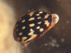 (Pictus Predaceous Diving Beetle) profile