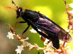 (Golden-legged Mydas Fly) profile