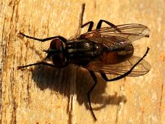 (Common House Fly) dorsal