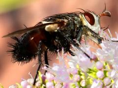 (Hornworm Tachinid Fly) female profile