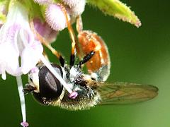 (Common Grass Skimmer) profile