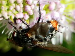 (Winthemia Bristle Fly) female dorsal