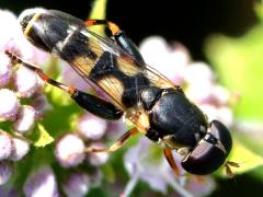 (Common Compost Fly) dorsal