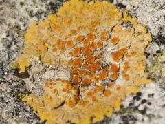 (Aurantia Sunburst Lichen) on rocks