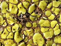 (Yellow Cobblestone Lichen) on rocks