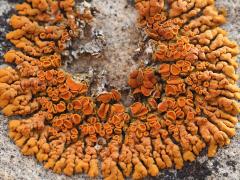 (Elegant Sunburst Lichen) on rocks