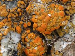 (Waxy Firedot Lichen) on rocks