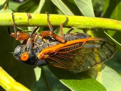 Dwarf Periodical Cicada female ovipositing on White Oak