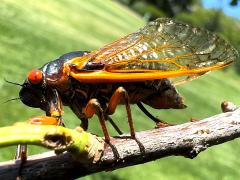 (Pharaoh Periodical Cicada) female ovipositing on White Oak